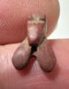 Picture of ANCIENT EGYPT, NEW KINGDOM RED JASPER FLY AMULET. 1400 B.C