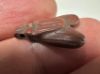 Picture of ANCIENT EGYPT, NEW KINGDOM RED JASPER FLY AMULET. 1400 B.C