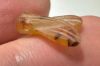 Picture of ANCIENT EGYPT, NEW KINGDOM STONE FLY AMULET. 1400 B.C
