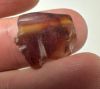 Picture of  ANCIENT EGYPT. CARNELIAN EYE OF HORUS AMULET. 1250 B.C  NEW KINGDOM