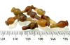 Picture of ANCIENT EGYPT . LOT OF 10 CARNELIAN POPPY SEED AMULET. 1200 B.C  NEW KINGDOM