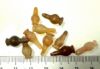 Picture of ANCIENT EGYPT . LOT OF 10 CARNELIAN POPPY SEED AMULET. 1200 B.C  NEW KINGDOM