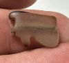 Picture of ANCIENT EGYPT. AGATE  EYE OF HORUS AMULET. 1250 B.C  NEW KINGDOM