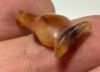 Picture of ANCIENT EGYPT. CARNELIAN POPPY SEED AMULET. 1250 B.C  NEW KINGDOM