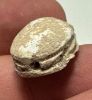 Picture of ANCIENT EGYPT - BEAUTIFUL & ELEGANT 2ND INTERMEDIATE PERIOD STEATITE SCARAB. 2000 B.C.