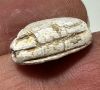 Picture of ANCIENT EGYPT - BEAUTIFUL & ELEGANT 2ND INTERMEDIATE PERIOD STEATITE SCARAB. 2000 B.C.