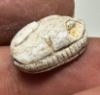 Picture of ANCIENT EGYPT - BEAUTIFUL & ELEGANT 2ND INTERMEDIATE PERIOD STEATITE SCARAB. 2000 B.C.