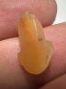 Picture of ANCIENT EGYPT. NEW KINGDOM CARNELIAN LOTUS FLOWER. 1250 B.C