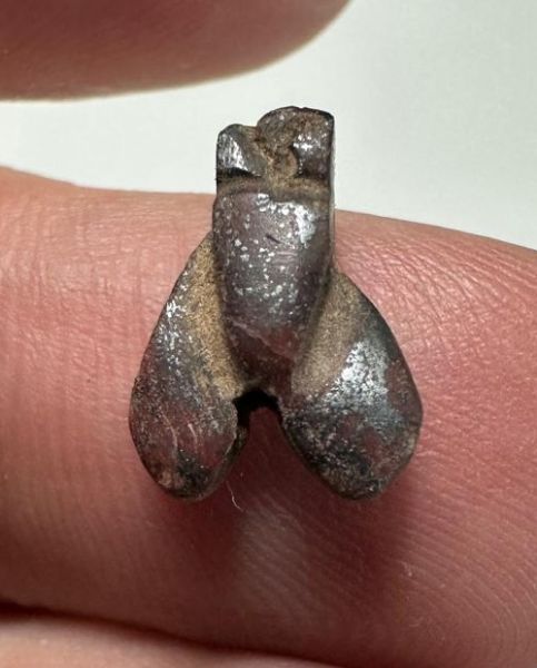 Picture of ANCIENT EGYPT, NEW KINGDOM RED JASPER FLY AMULET. 1400 B.C
