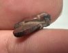 Picture of ANCIENT EGYPT, NEW KINGDOM RED JASPER FLY AMULET. 1400 B.C