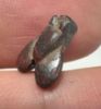 Picture of ANCIENT EGYPT, NEW KINGDOM RED JASPER FLY AMULET. 1400 B.C