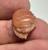Picture of ANCIENT EGYPT.  NEW KINGDOM STONE BUTTON SCARAB. 1250 B.C