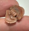 Picture of ANCIENT EGYPT.  NEW KINGDOM STONE BUTTON SCARAB. 1250 B.C