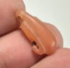 Picture of ANCIENT EGYPT. NEW KINGDOM CARNELIAN LOTUS FLOWER. 1250 B.C
