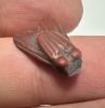 Picture of ANCIENT EGYPT, NEW KINGDOM RED JASPER FLY AMULET. 1400 B.C