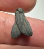 Picture of ANCIENT EGYPT, NEW KINGDOM STONE FLY AMULET. 1400 B.C