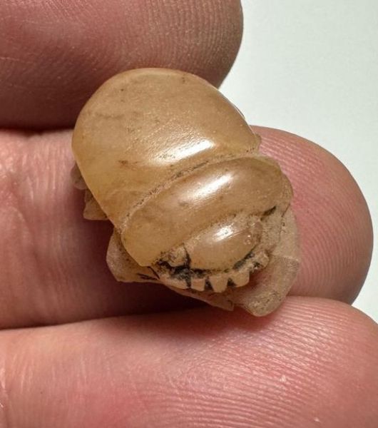 Picture of ANCIENT EGYPT.  NEW KINGDOM STONE BUTTON SCARAB. 1250 B.C