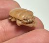 Picture of ANCIENT EGYPT.  NEW KINGDOM STONE BUTTON SCARAB. 1250 B.C