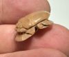 Picture of ANCIENT EGYPT.  NEW KINGDOM STONE BUTTON SCARAB. 1250 B.C