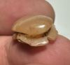 Picture of ANCIENT EGYPT.  NEW KINGDOM STONE BUTTON SCARAB. 1250 B.C