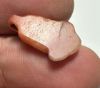 Picture of ANCIENT EGYPT. NEW KINGDOM CARNELIAN LOTUS FLOWER. 1250 B.C