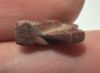 Picture of ANCIENT EGYPT. NEW KINGDOM RED JASPER FLY AMULET. 1400 B.C