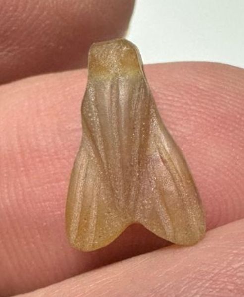 Picture of ANCIENT EGYPT. NEW KINGDOM STONE FLY AMULET. 1400 B.C