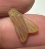 Picture of ANCIENT EGYPT. NEW KINGDOM STONE FLY AMULET. 1400 B.C