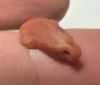 Picture of ANCIENT EGYPT. NEW KINGDOM CARNELIAN LOTUS FLOWER. 1250 B.C