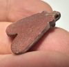 Picture of ANCIENT EGYPT, NEW KINGDOM RED JASPER FLY AMULET. 1400 B.C