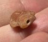 Picture of ANCIENT EGYPT. NEW KINGDOM  STONE TILAPIA FISH AMULET. 1400 - 1200 B.C