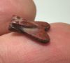 Picture of ANCIENT EGYPT. NEW KINGDOM RED JASPER FLY AMULET. 1400 B.C