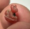 Picture of ANCIENT EGYPT, NEW KINGDOM TINY CARNELIAN STONE CAT AMULET. 1400 B.C