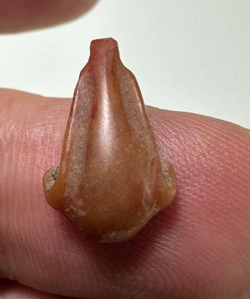 Picture of ANCIENT EGYPT. NEW KINGDOM CARNELIAN LOTUS FLOWER. 1250 B.C