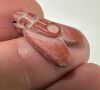 Picture of ANCIENT EGYPT. NEW KINGDOM RED JASPER FLY AMULET. 1400 B.C
