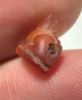 Picture of ANCIENT EGYPT, NEW KINGDOM CARNELIAN CAT AMULET. 1400 - 1200 B.C. TINY. 