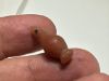 Picture of   ANCIENT EGYPT. LARGE CARNELIAN POPPY SEED AMULET. 1250 B.C  NEW KINGDOM