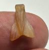 Picture of ANCIENT EGYPT. NEW KINGDOM CARNELIAN STONE FLY AMULET. 1400 B.C