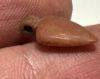 Picture of ANCIENT EGYPT, NEW KINGDOM CARNELIAN HEART AMULET. 1400 - 1200 B.C