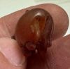 Picture of ANCIENT EGYPT. CARNELIAN HIPPOPOTAMUS WITH THE ORIGINAL ANCIENT GOLD RING ATTACHED. 1250 B.C. NEW KINGDOM