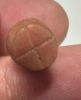 Picture of   ANCIENT EGYPT. LARGE CARNELIAN POPPY SEED AMULET. 1250 B.C  NEW KINGDOM