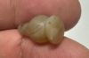 Picture of ANCIENT EGYPT. LARGE CARNELIAN POPPY SEED AMULET. 1250 B.C  NEW KINGDOM