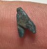 Picture of ANCIENT EGYPT, AMARNA FAIENCE FLY AMULET . 1334 – 1325 BC .     1334 – 1325 BC . TIME OF KING TUTANKHAMUN