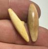 Picture of ANCIENT EGYPT.  NEW KINGDOM IVORY BUTTONS . LOT OF TWO.  1400 - 1200  BC .   
