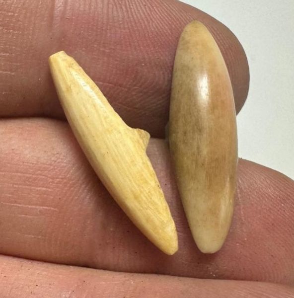 Picture of ANCIENT EGYPT.  NEW KINGDOM IVORY BUTTONS . LOT OF TWO.  1400 - 1200  BC .   