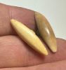 Picture of ANCIENT EGYPT.  NEW KINGDOM IVORY BUTTONS . LOT OF TWO.  1400 - 1200  BC .   