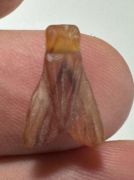 Picture of ANCIENT EGYPT, NEW KINGDOM CARNELIAN STONE FLY AMULET. 1400 B.C