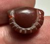 Picture of ANCIENT EGYPT. CARNELIAN SEA SHELL AMULET. 1250 B.C  NEW KINGDOM