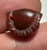 Picture of ANCIENT EGYPT. CARNELIAN SEA SHELL AMULET. 1250 B.C  NEW KINGDOM
