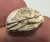 Picture of ANCIENT EGYPT.  SECOND INTERMEDIATE PERIOD STEATITE  STONE SCARAB. 1750 - 1550 B.C 